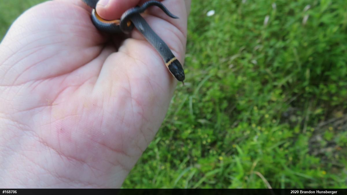 Northern Ring-necked Snake