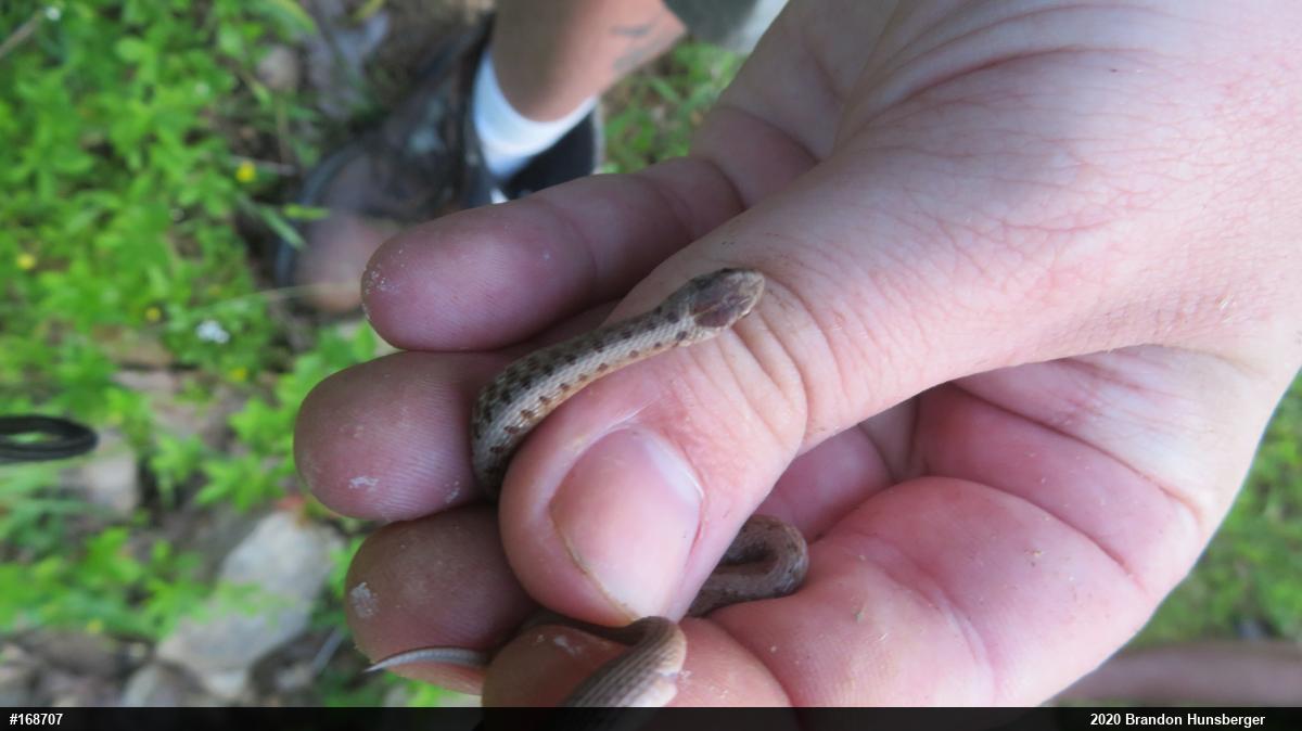 Dekay's Brownsnake