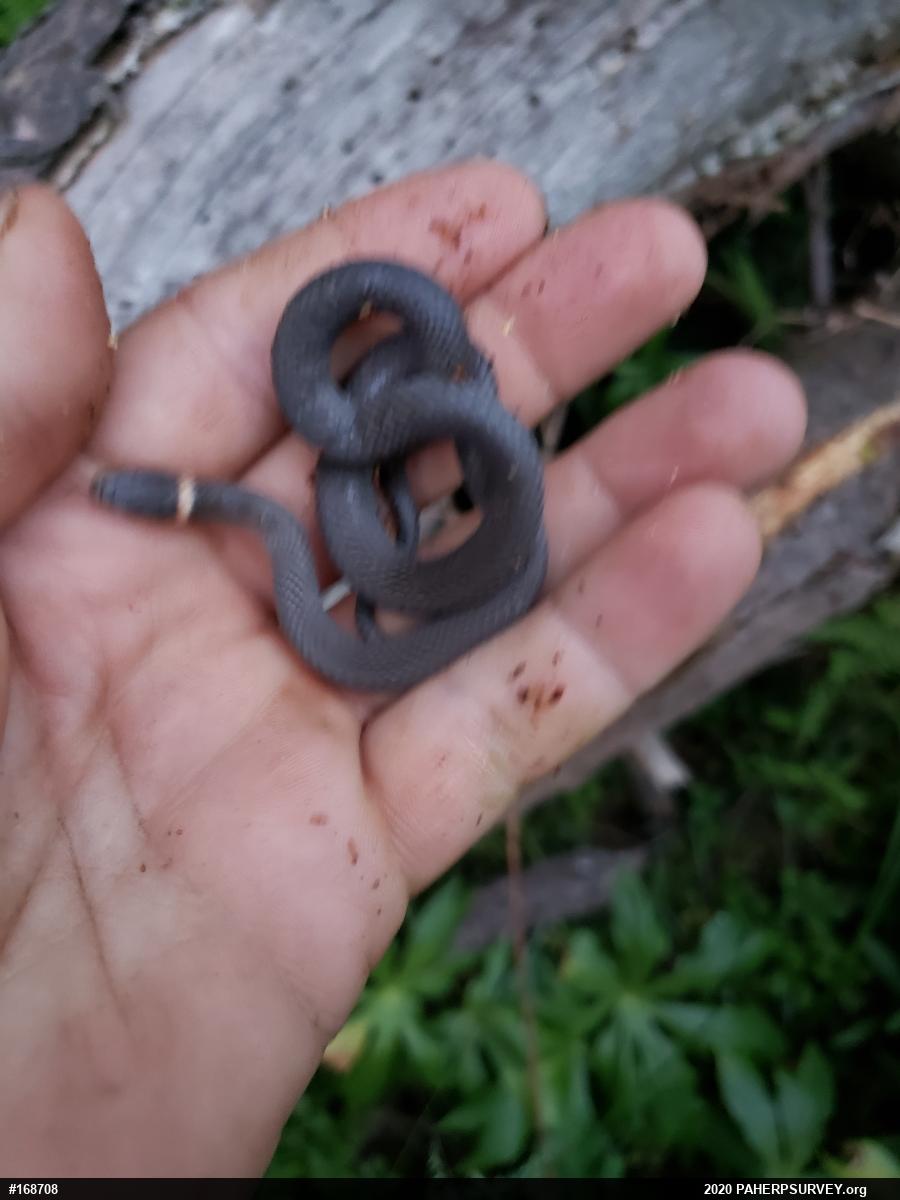 Northern Ring-necked Snake