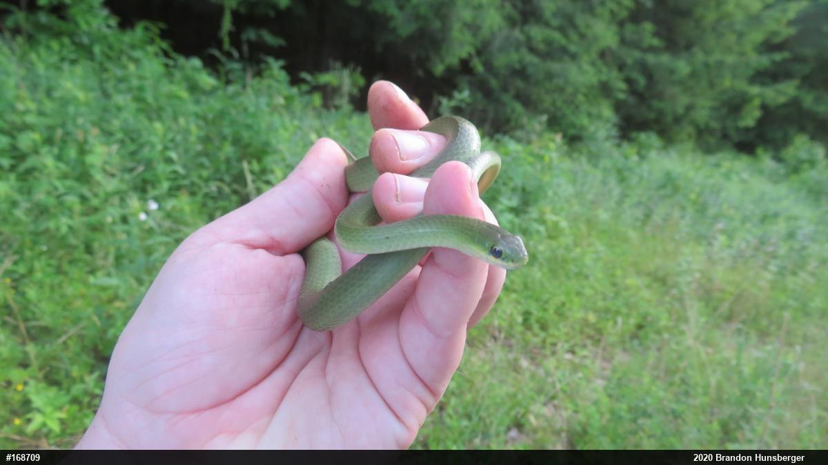 Smooth Greensnake
