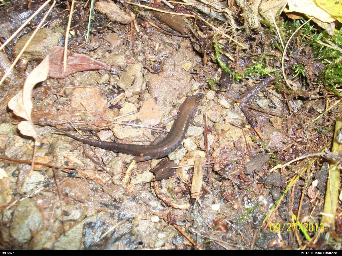 Northern Dusky Salamander