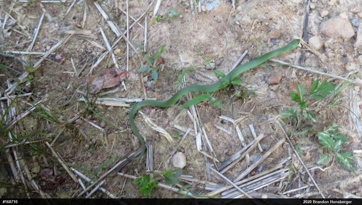 Smooth Greensnake