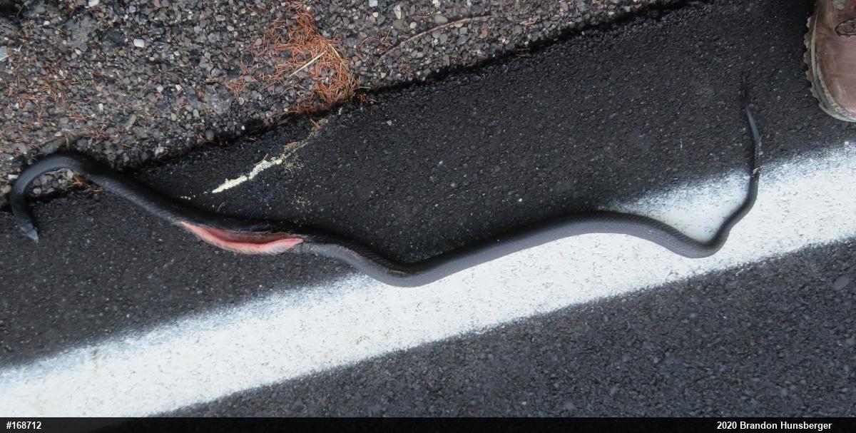 Northern Black Racer