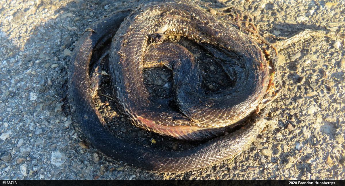Eastern Ratsnake