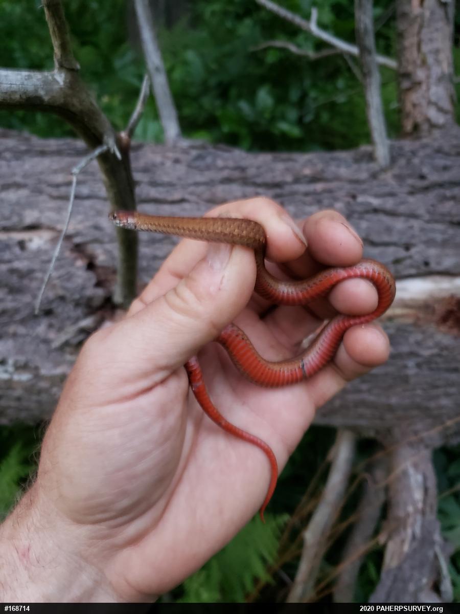 Red-bellied Snake