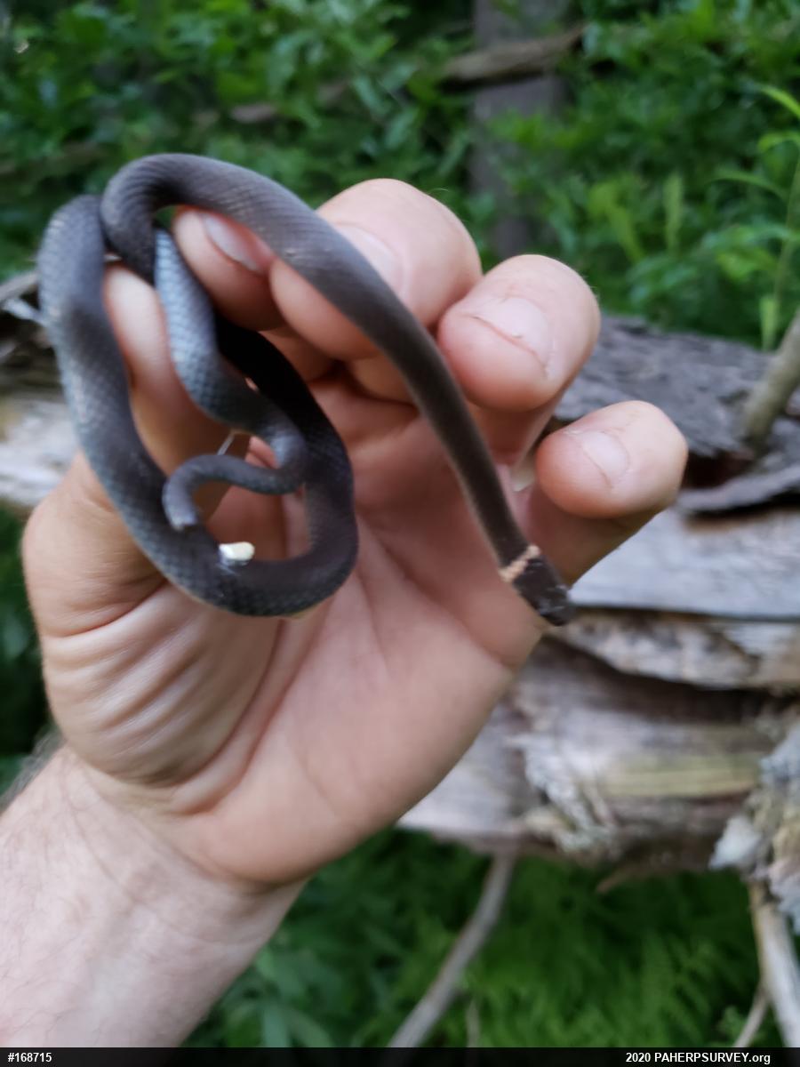 Northern Ring-necked Snake