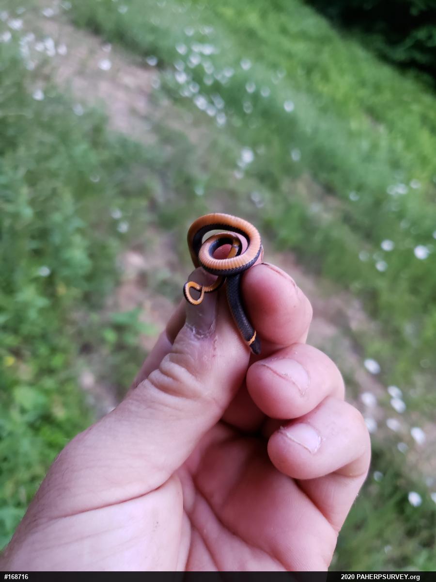 Northern Ring-necked Snake