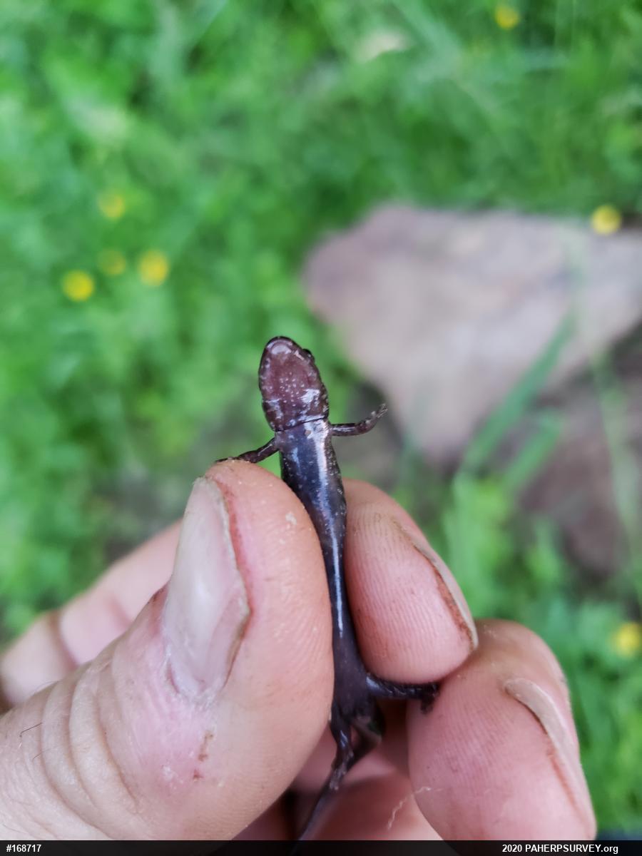 Allegheny Mountain Dusky Salamander