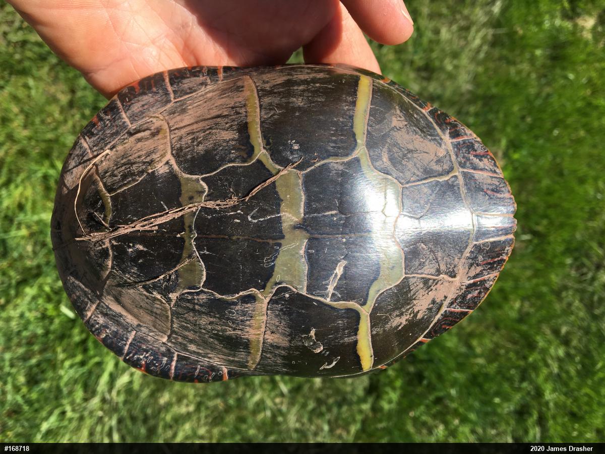 Painted Turtle