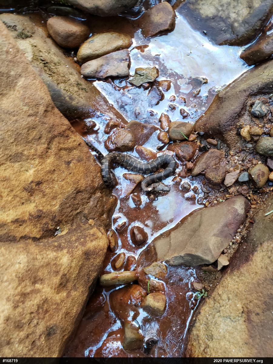 Northern Watersnake