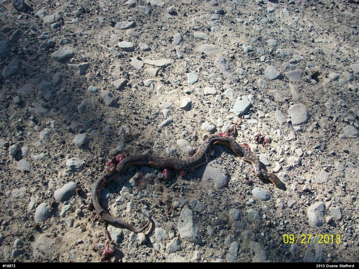 Eastern Gartersnake
