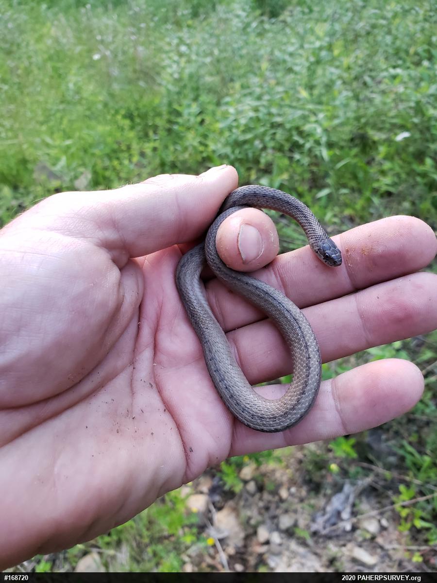 Dekay's Brownsnake