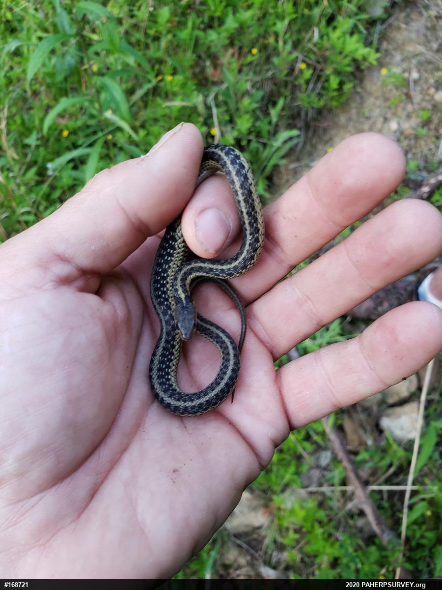 Eastern Gartersnake