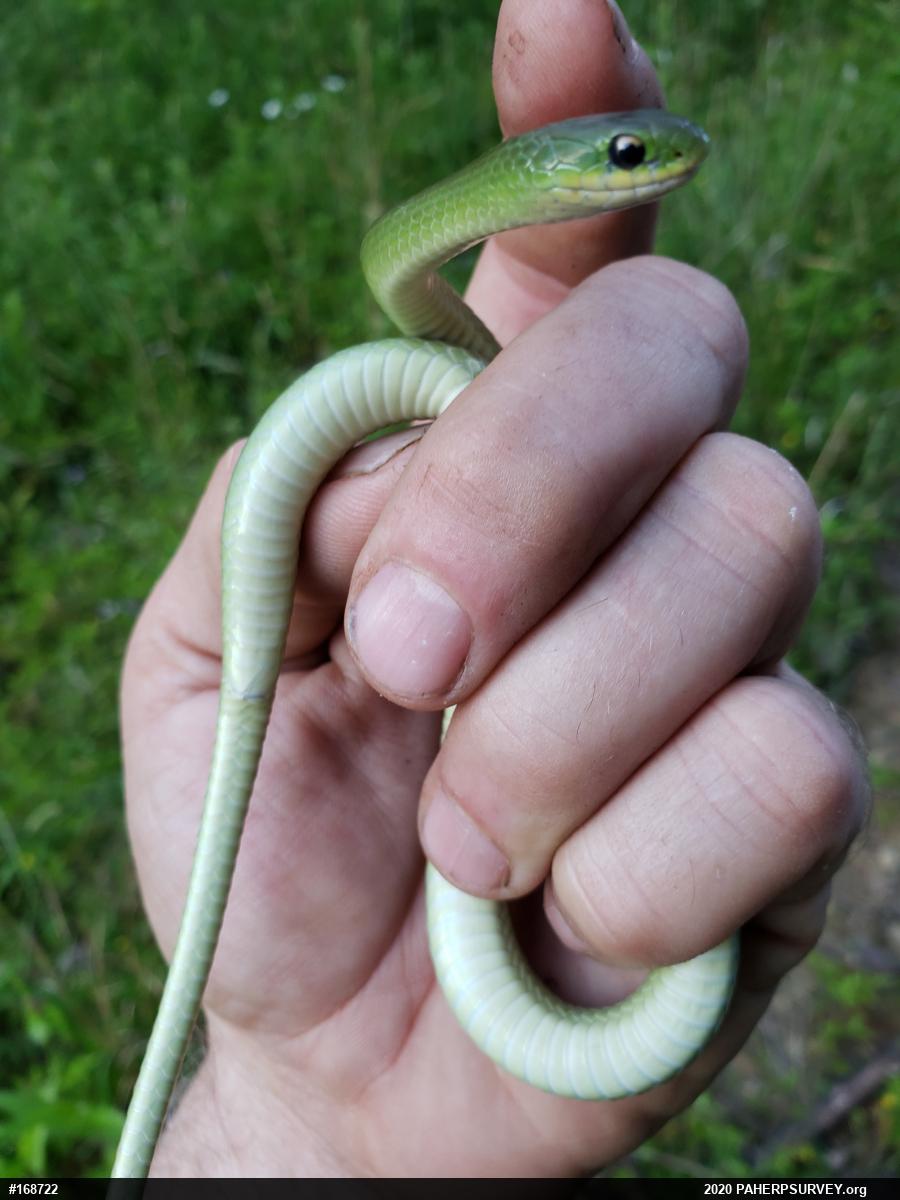 Smooth Greensnake