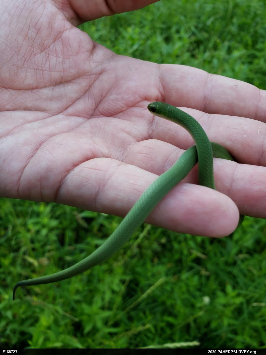 Smooth Greensnake