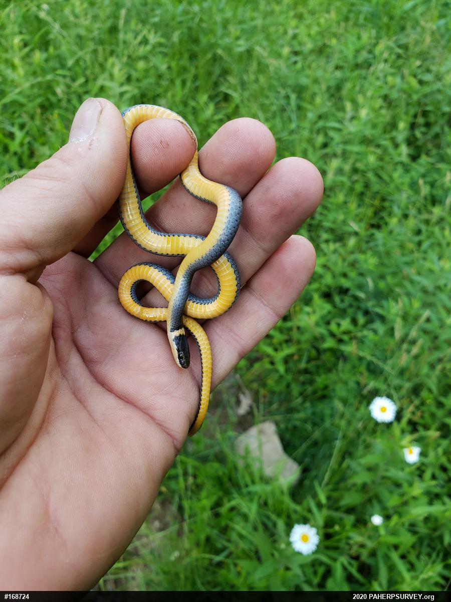 Northern Ring-necked Snake