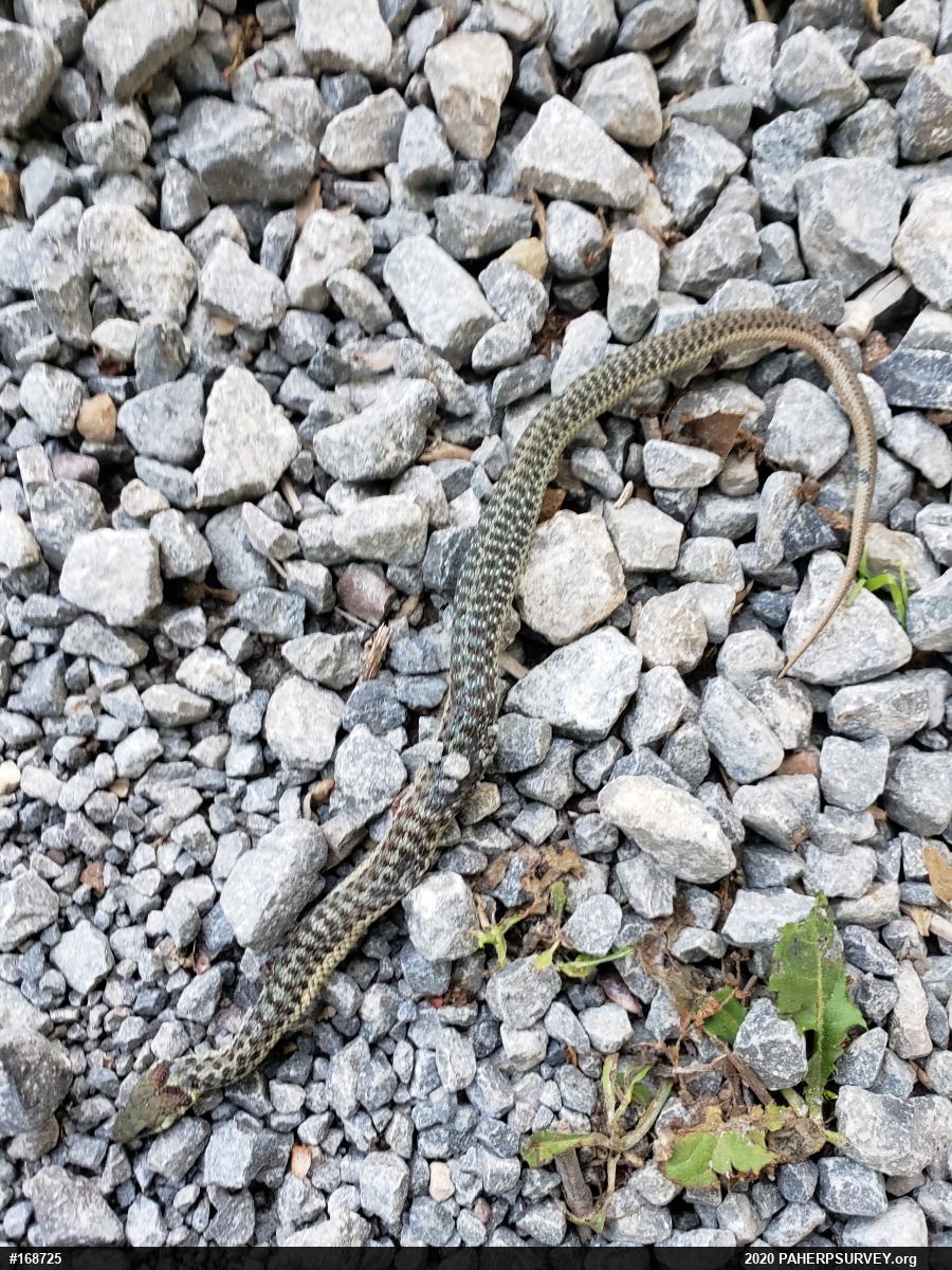 Eastern Gartersnake