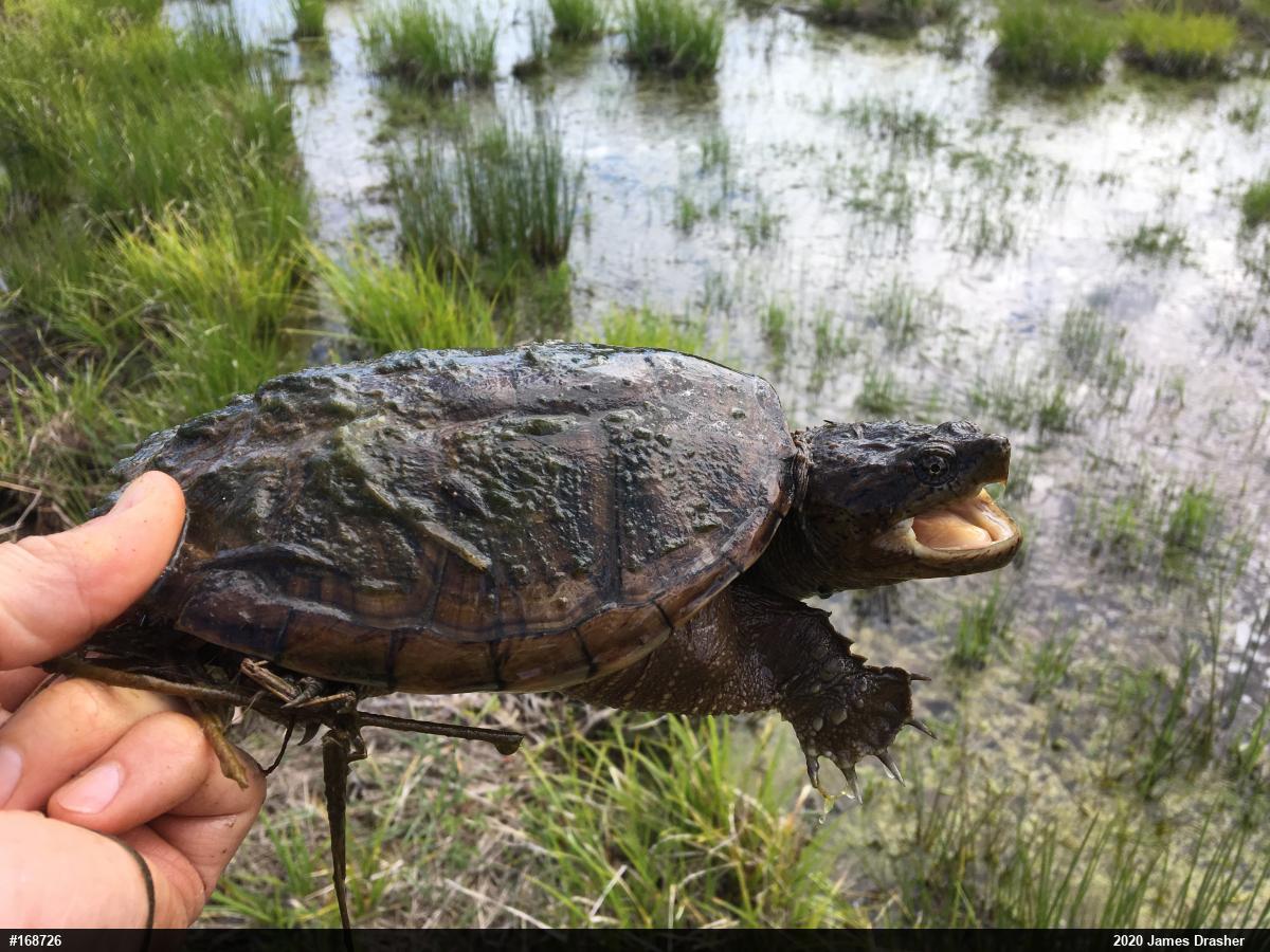 Snapping Turtle