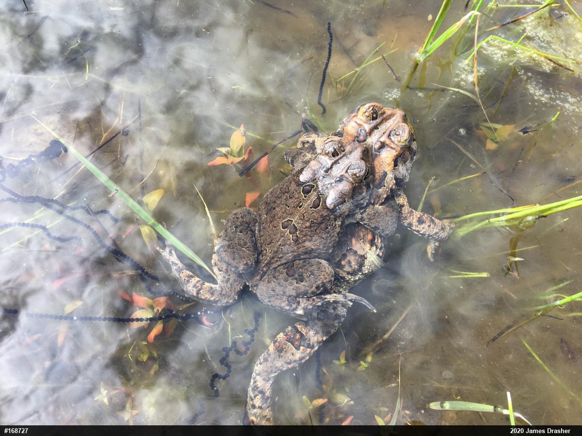 Eastern American Toad
