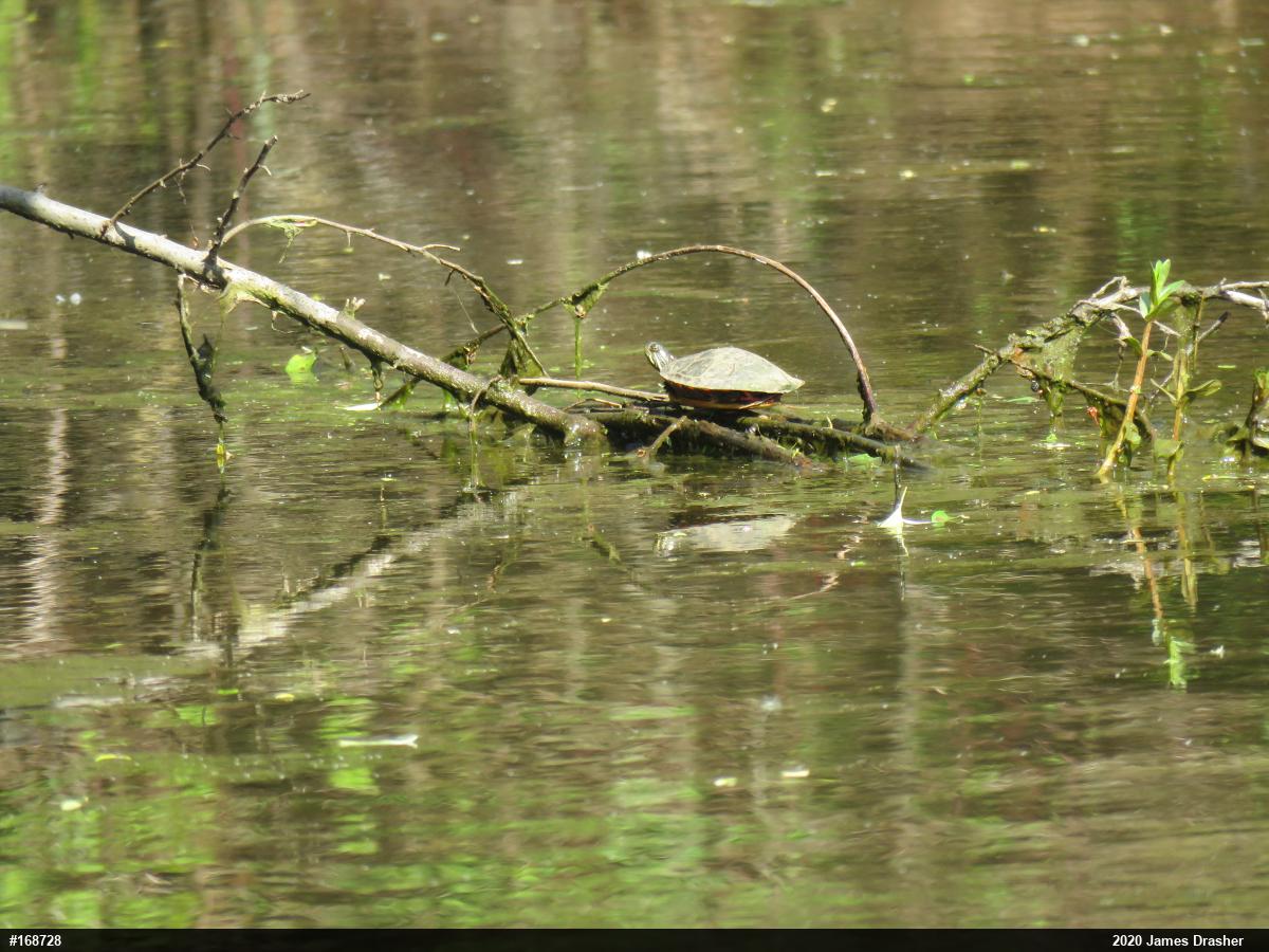 Painted Turtle