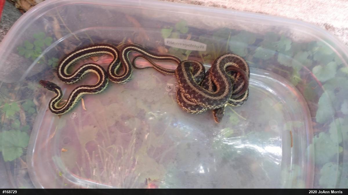 Eastern Gartersnake