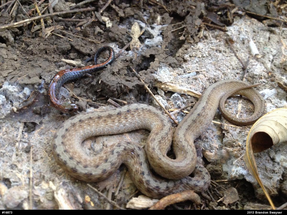 Eastern Red-backed  Salamander
