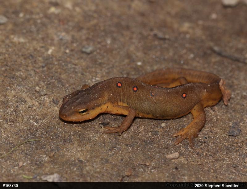 Red-spotted Newt