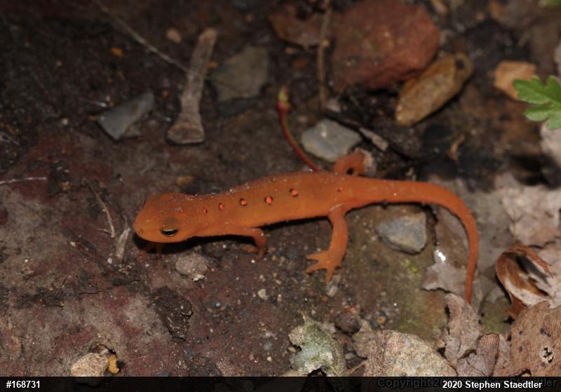 Red-spotted Newt