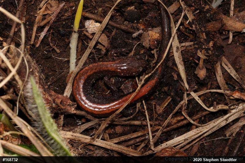 Eastern Red-backed  Salamander
