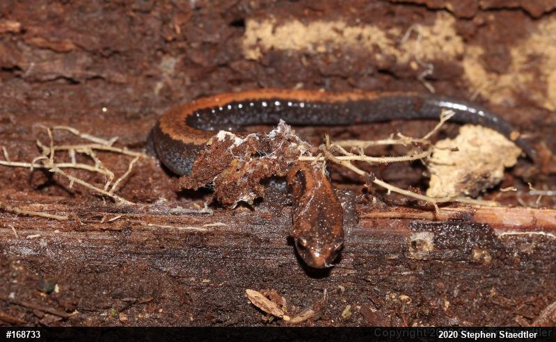 Eastern Red-backed  Salamander