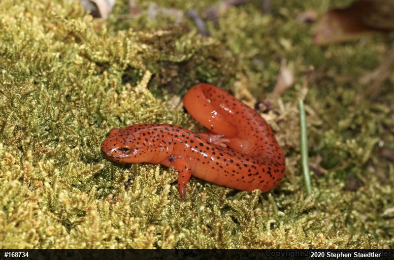 Northern Red Salamander