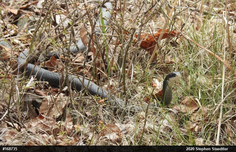 Northern Black Racer