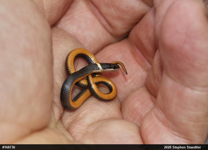 Northern Ring-necked Snake