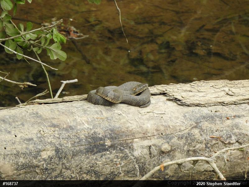 Northern Watersnake