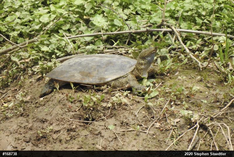 Eastern Spiny Softshell