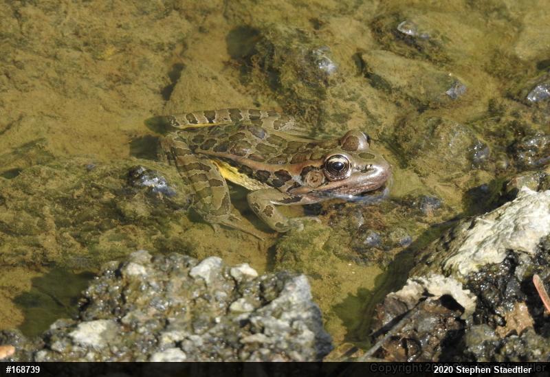 Pickerel Frog