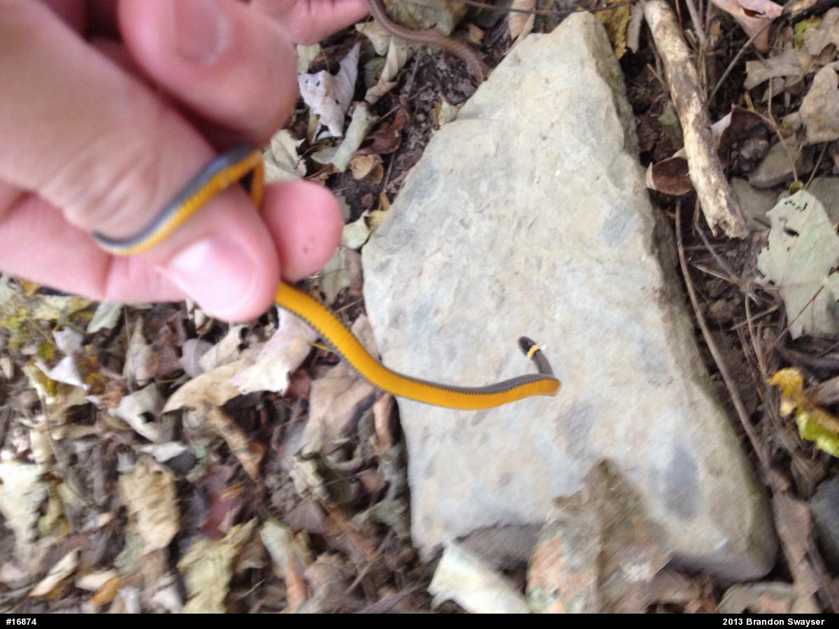 Northern Ring-necked Snake