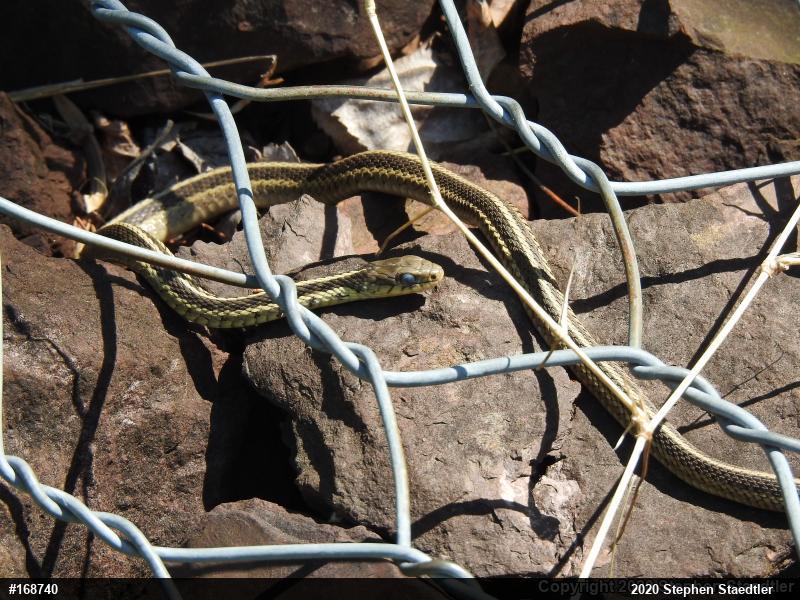 Eastern Gartersnake