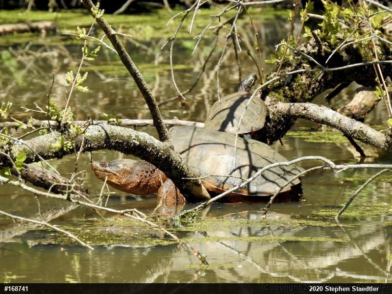 Snapping Turtle