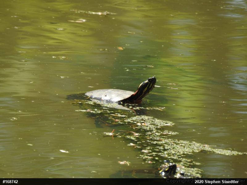 Eastern Painted Turtle