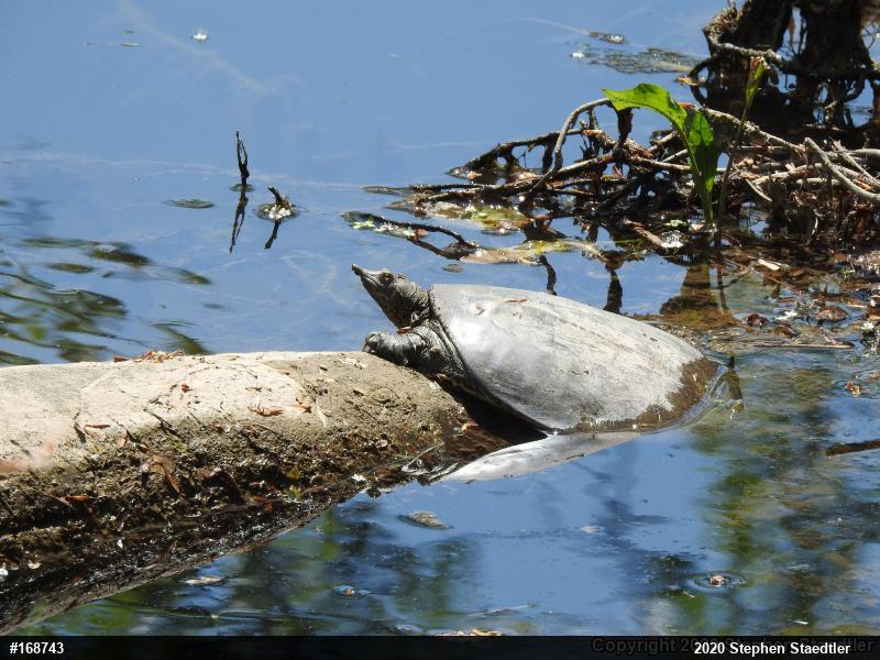Eastern Spiny Softshell