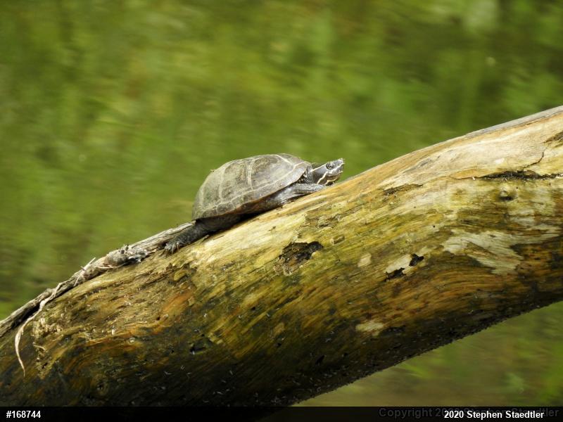 Eastern Musk Turtle