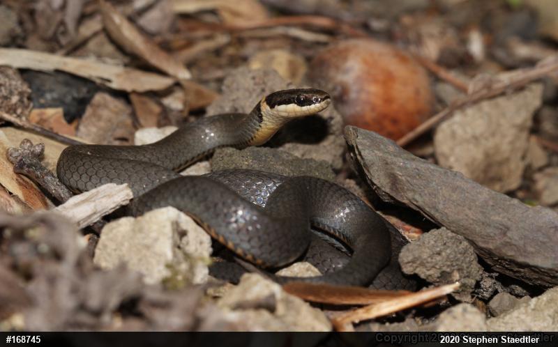 Northern Ring-necked Snake