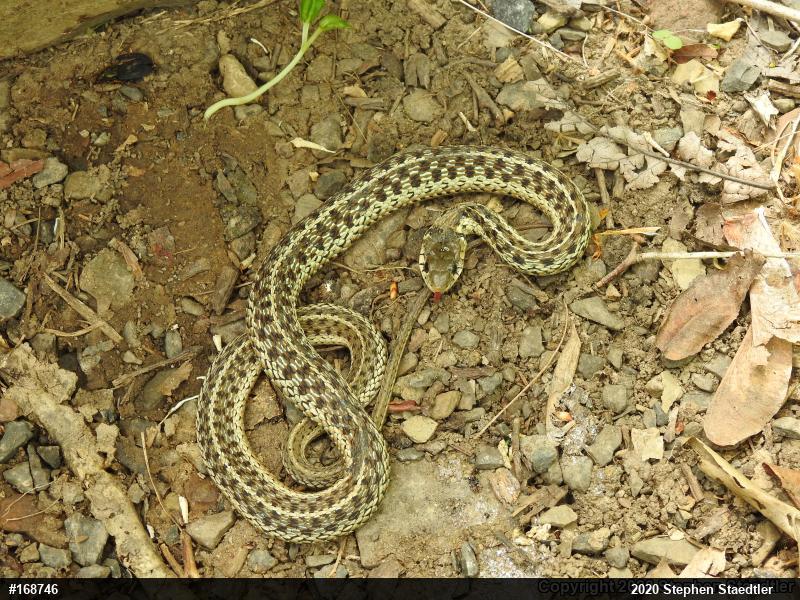 Eastern Gartersnake