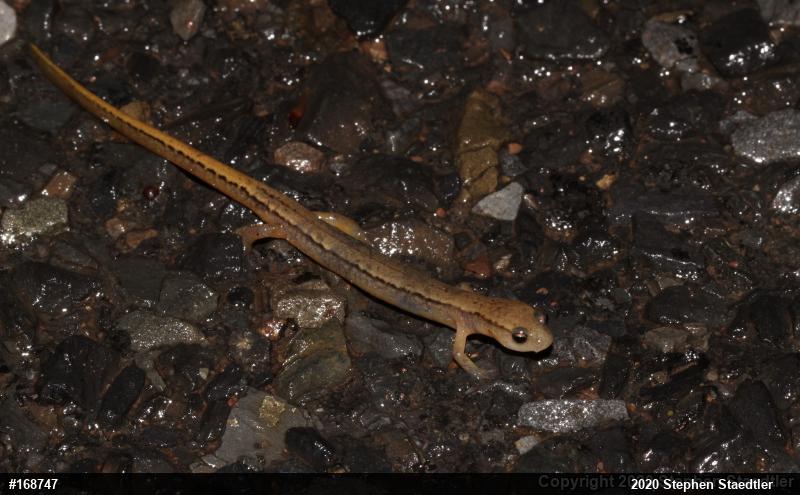 Northern Two-lined Salamander