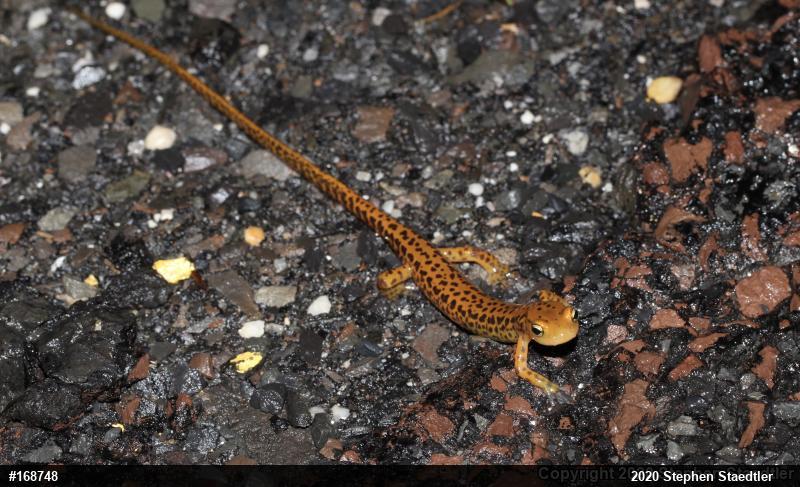 Eastern Long-tailed Salamander