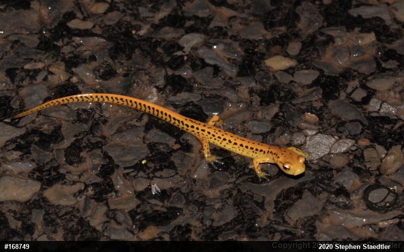 Eastern Long-tailed Salamander