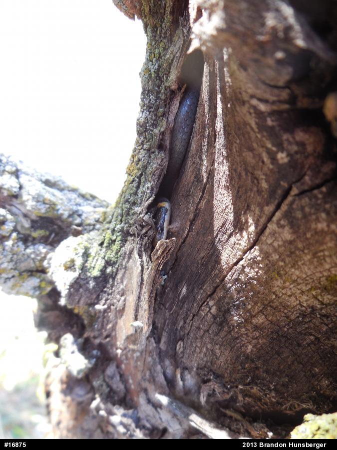 Northern Ring-necked Snake