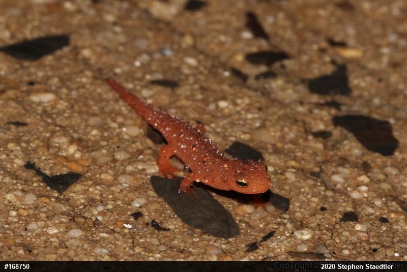 Red-spotted Newt