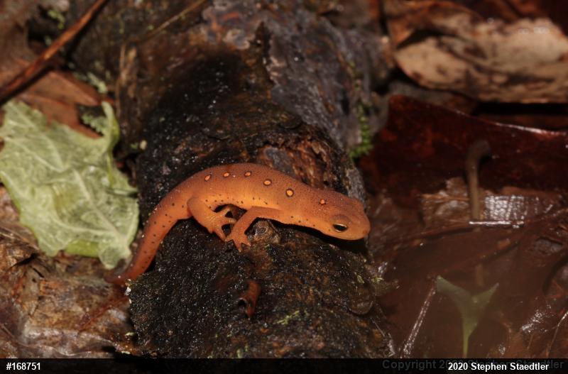 Red-spotted Newt